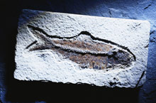 Science and The Bible Science and The Bible